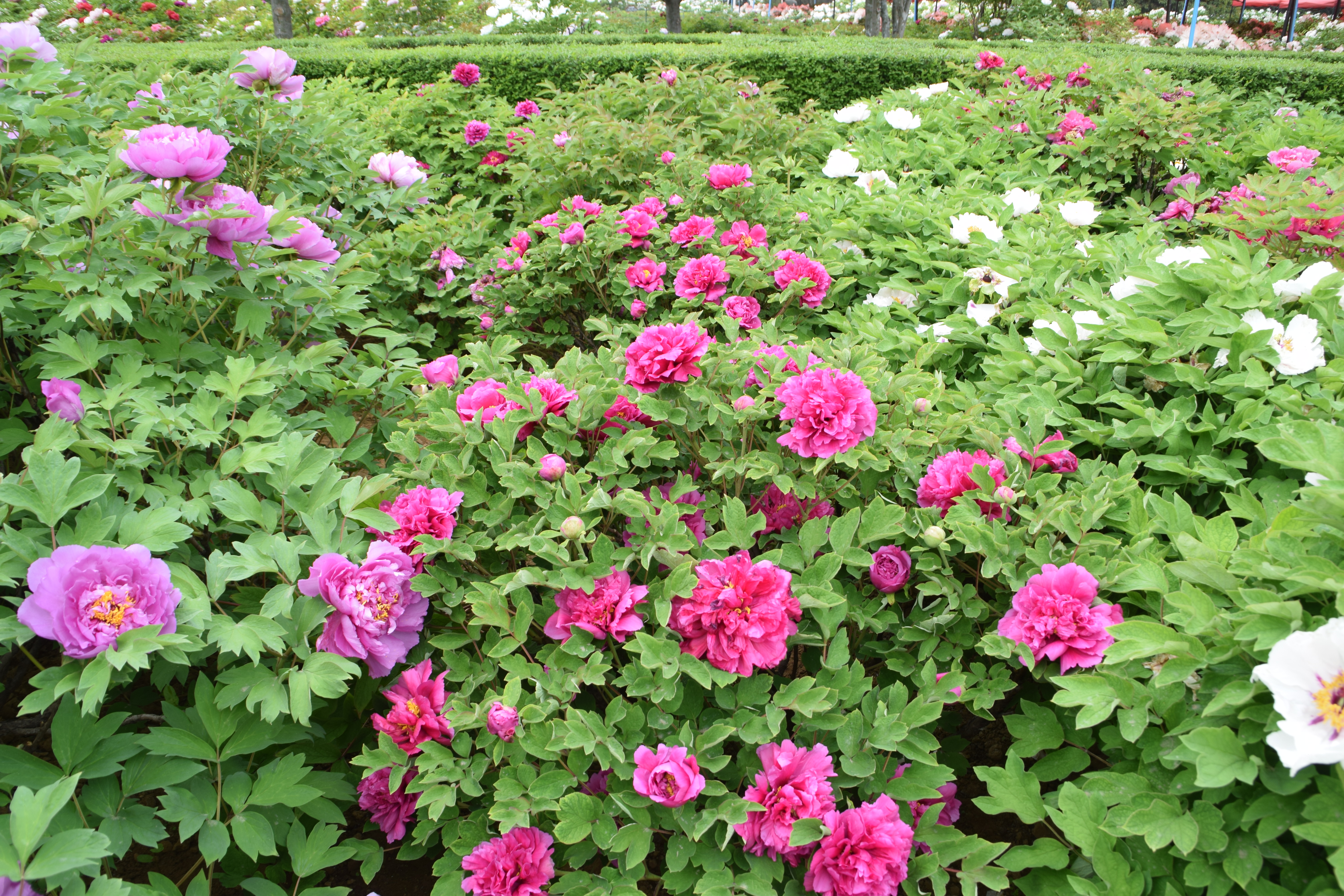 洛陽市隋唐城遺址植物園4月10日花情 隋唐城遺址植物園 Mdeditor