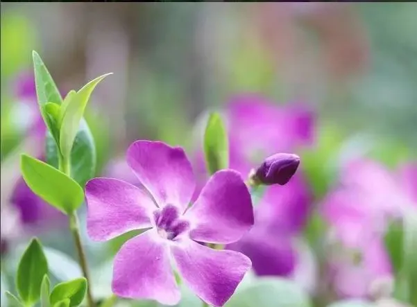 160種· 奇花異草，絕對有你沒見過的！ 「下部分」