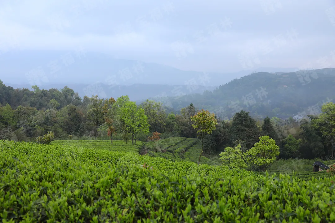 什么样的茶为好茶?