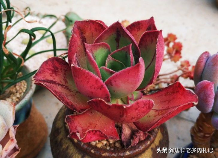 多肉紅富士法師 出狀態時那一抹紅色的嬌豔是否會將你徹底迷倒 唐長老多肉札記 Mdeditor