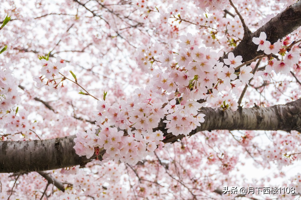 湖南常宁：又是一年春好景，美丽经济助力乡村振兴！