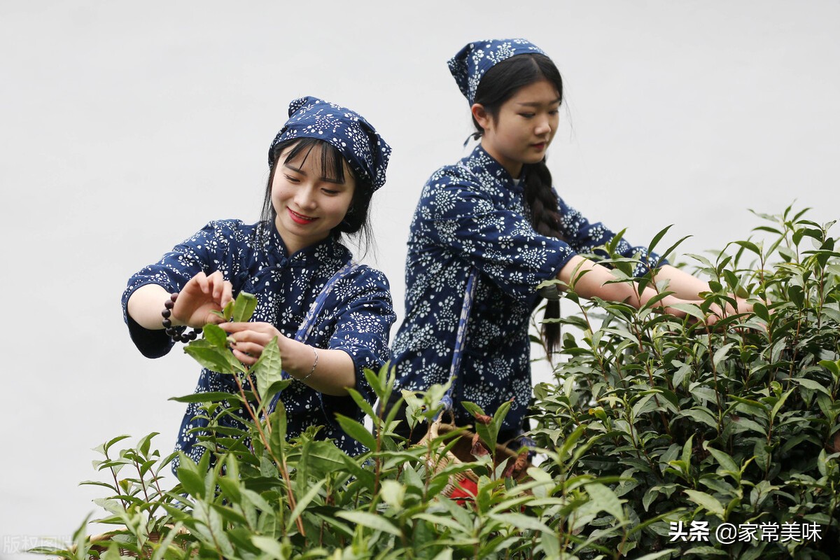 中國五大名茶是哪些？你喝過哪幾種？沒想到茶葉之間也要分個高低