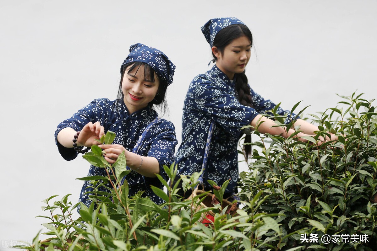 中国五大名茶是哪些？你喝过哪几种？没想到茶叶之间也要分个高低