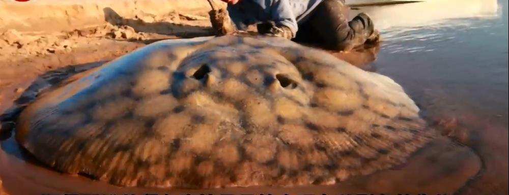 雲南西雙版納江河裏的神秘生物“吸血毯”