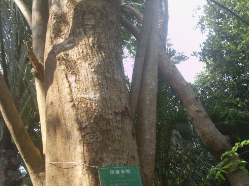 红木“醉”中国——皇家血统印度紫檀