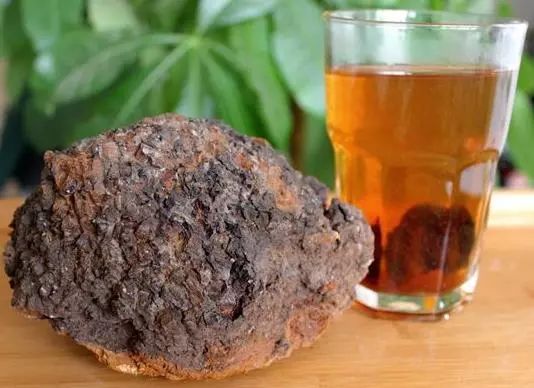 至今最全的白桦茸（桦褐孔菌）介绍