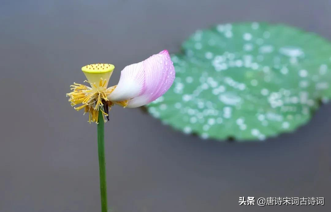 古诗词里的秋雨-第3张图片-诗句网