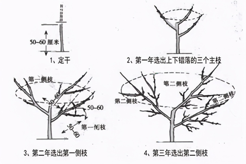 提高結果能力，增加果品質量！桃樹夏季控冠怎么做？修剪+用藥