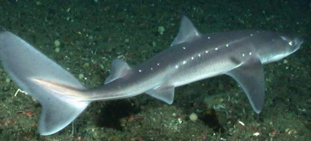 矮狗鱼鲨 dwarf dogfish shark鲨鱼的宝宝叫做pup,pup也可以指其他