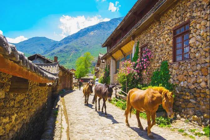 The village of Lijiang is full of stones. The American botanist has lived here for 27 years and is unmarried all his life.
