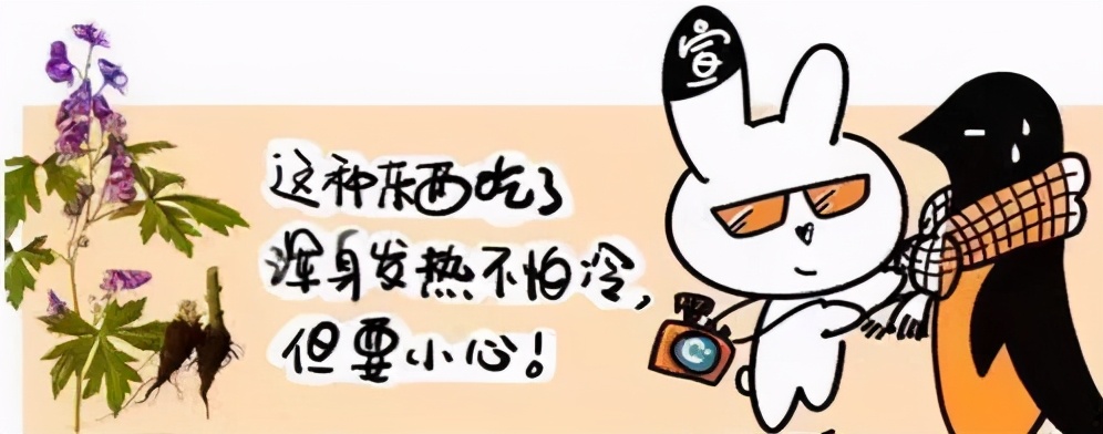 “毒枭”中药草乌与附子，药膳进补要有道