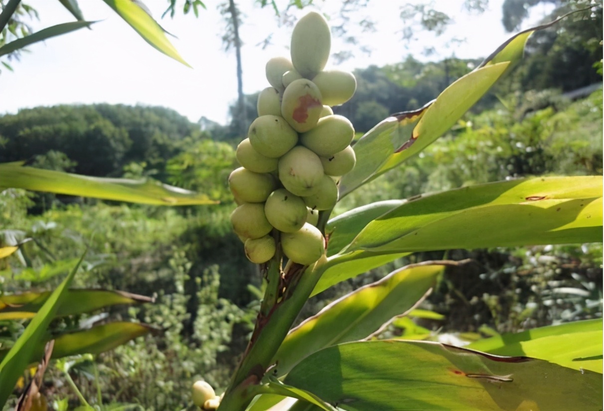 《本草纲目》故事：药食同源话益智