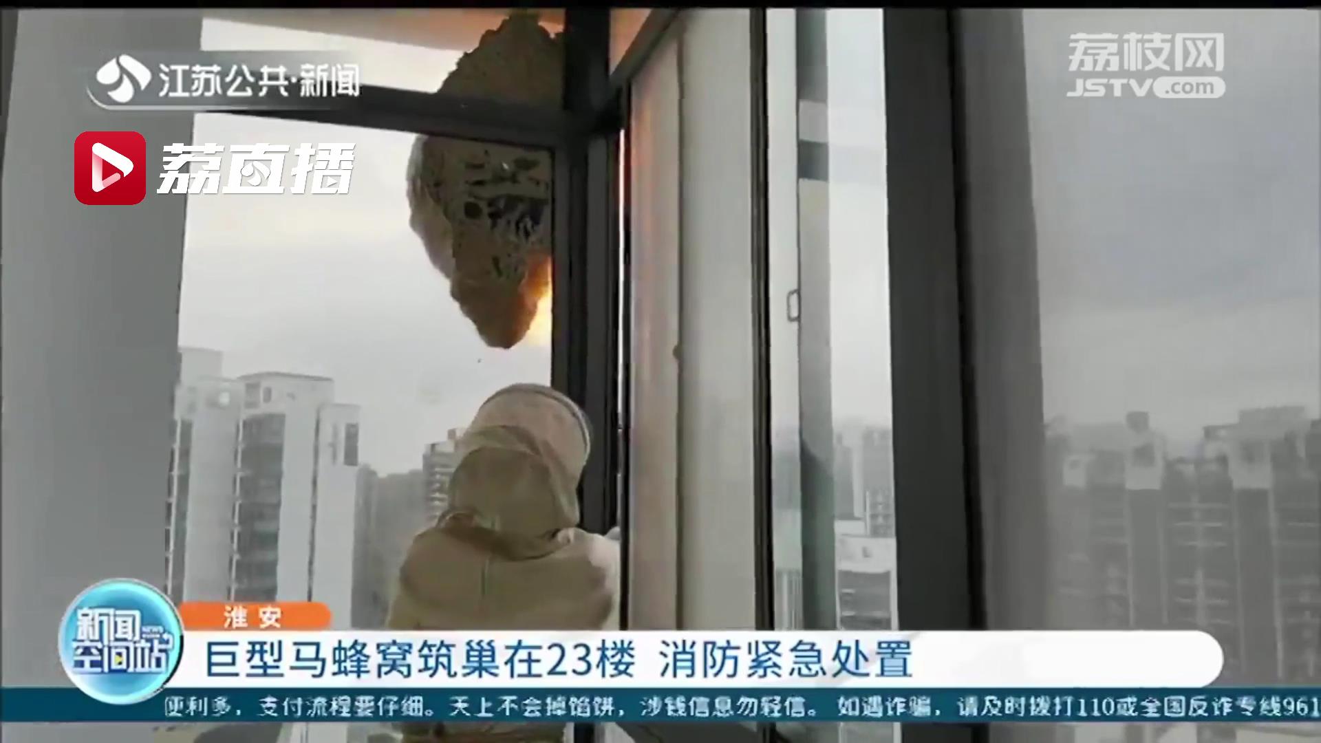 23楼现巨型马蜂窝 淮安消防紧急处置