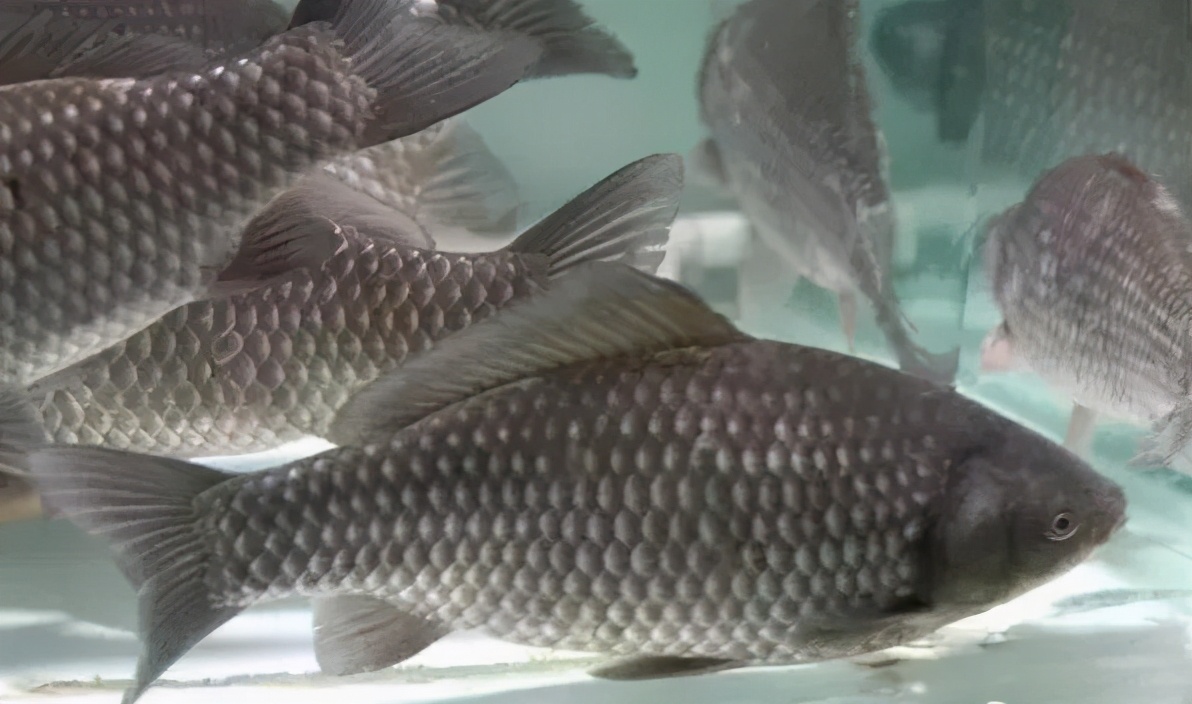簡述鯽魚系列品種常見15個種類：比起畜禽來，鯽魚種類最繁且多