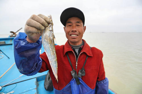 长江刀鱼的“倔强”：价格飙升百倍，却一条难求，如今绝地重生？