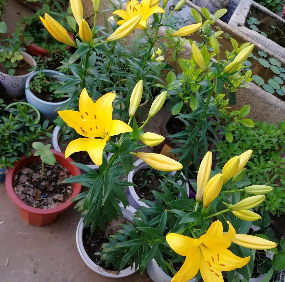 栽种百合的上盆小技巧，你都派上用场了吗？