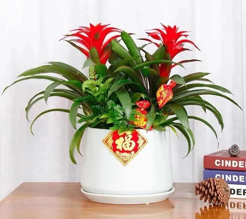 十月中国红，推荐6种红色系花，家里养几盆，红红火火、真喜庆