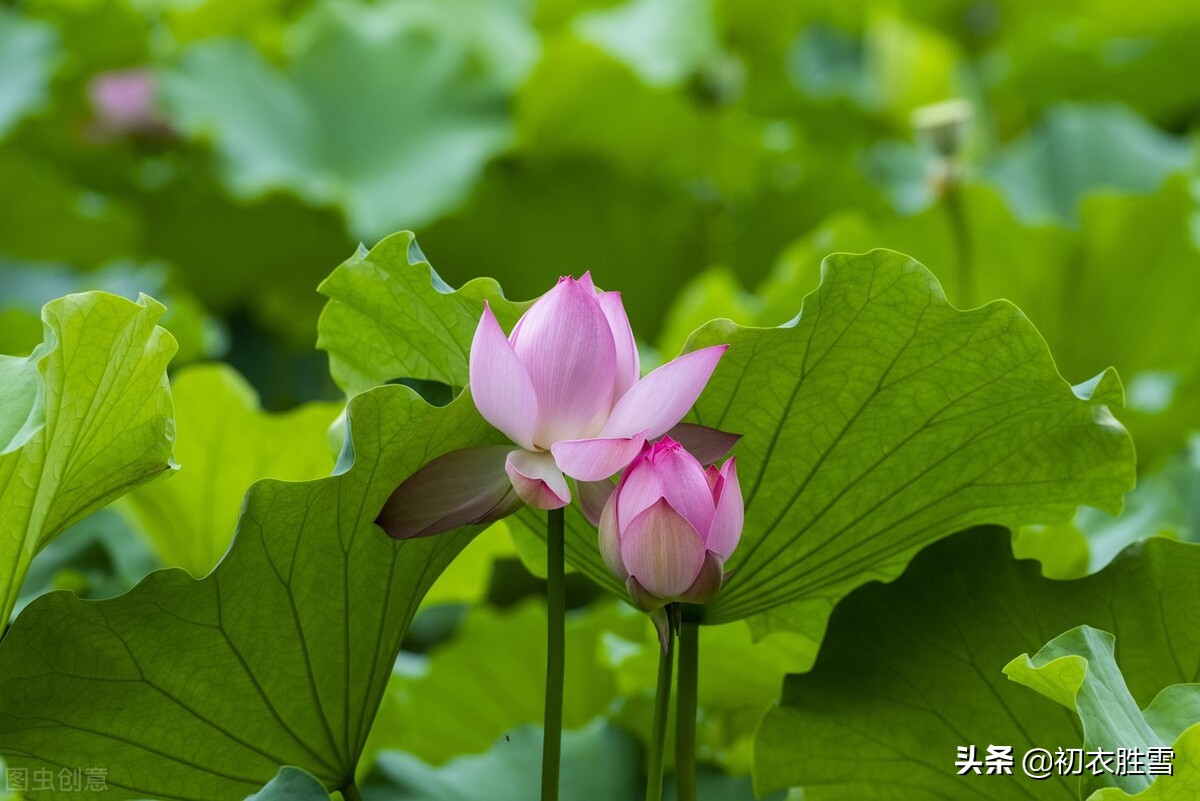 韦庄夏日情词-第2张图片-诗句网