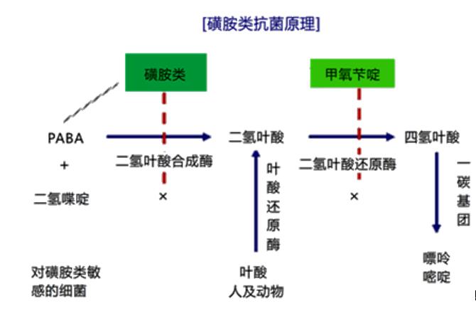 磺胺类抗生素是什么（磺胺类药物是抗生素吗属于哪一类）