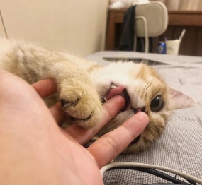 刚到家的小猫咪，一直咬人、抓人咋办？你需要了解一下