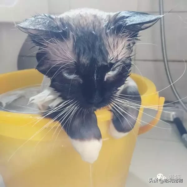 為什么暹羅貓會越長越黑？