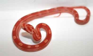 「原创」爬虫的小可爱至宠物蛇