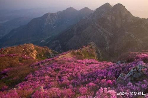 遼南第一山 春染大黑山 杜鵑花似海 倚劍耕耘 Mdeditor