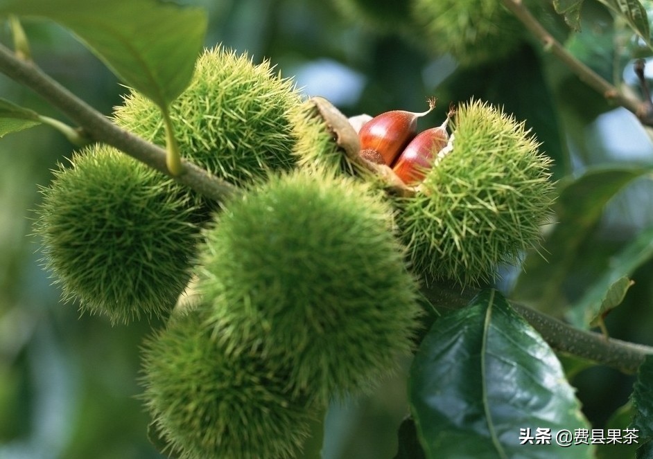 天气冷了，水果怎么吃？