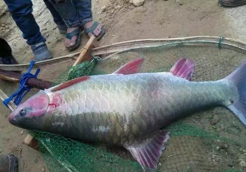 青竹鲤体型像草鱼鳞片鱼嘴像鲤鱼