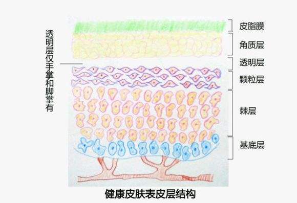 皮肤的基础知识-第1张图片-农百科