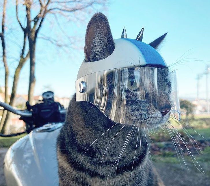 猫咪喜欢兜风,于是主人为它做了各种各样的头盔