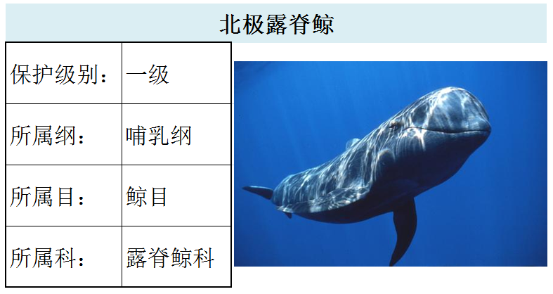 蓝鲸183.鲲鲸182.北须鲸181.鳀鲸180.小鳁鲸170.灰鲸169.
