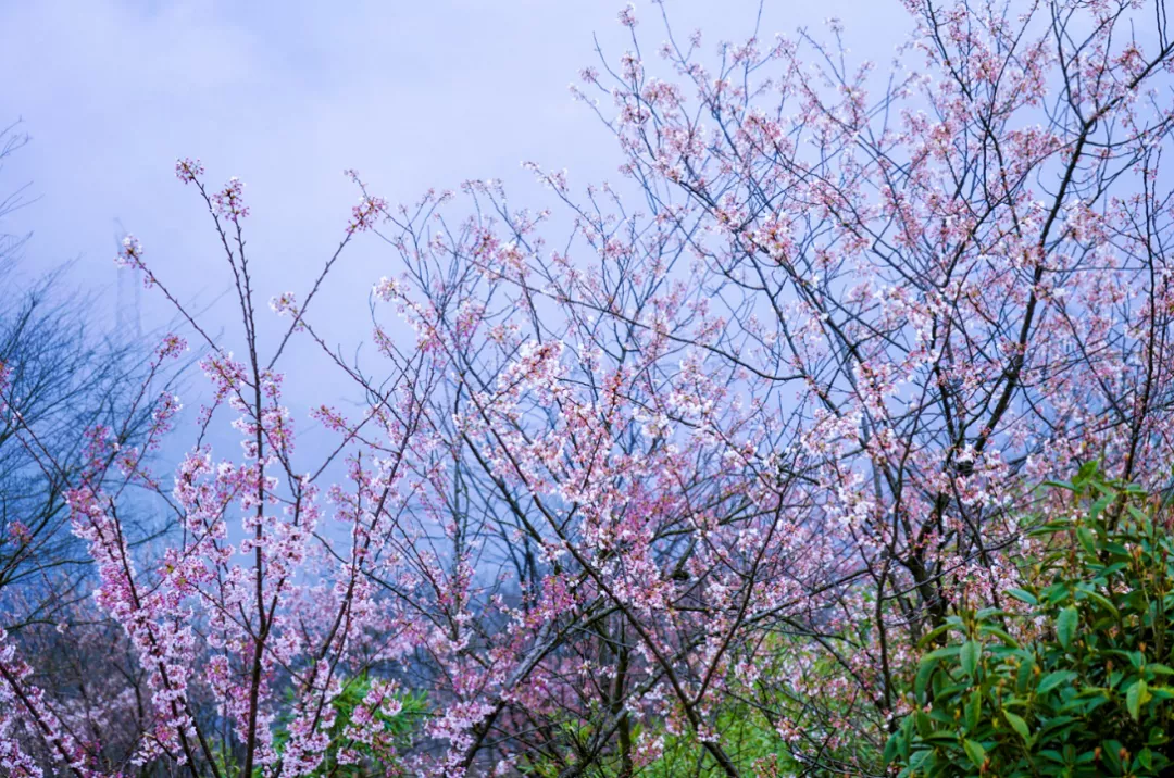 赤壁市官塘驛鎮葛仙山村/崇陽縣天城鎮茅井村葛仙山中國櫻花園