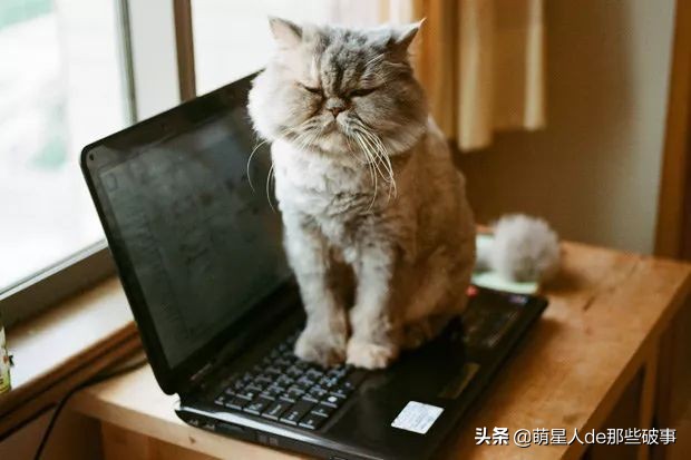 猫咪总是霸占着主人的电脑，铲屎官想了这么一个好办法！