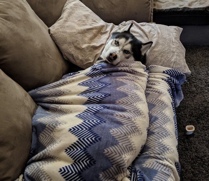 20張狗狗搞笑圖片，趕快給勞資刪了，我不要面子的啊