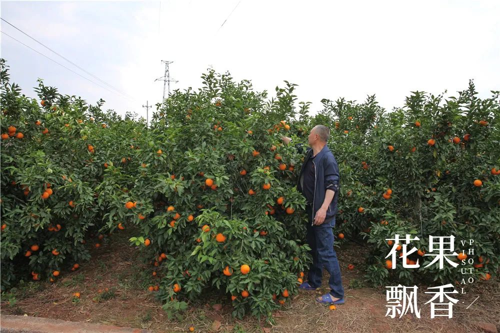 一位浙江老板的农业投资理念：如果挣不到钱，都是白搭