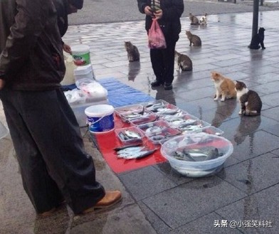 搞笑图文：卖个鱼天天都是提心吊胆的，每天都被一群猫惦记着