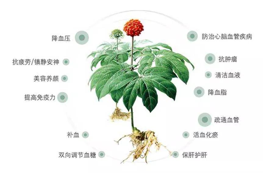 补血第一话三七，"生打熟补"如何用？且听药师教一一道来