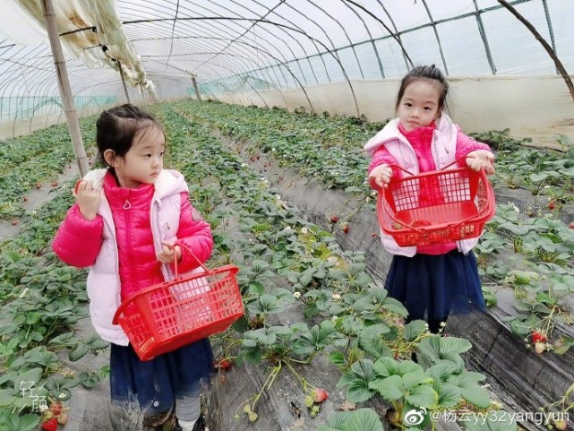 楊威老婆帶仨孩子採摘，樂樂變大力士拎兩筐草莓，高姐姐歡歡半頭