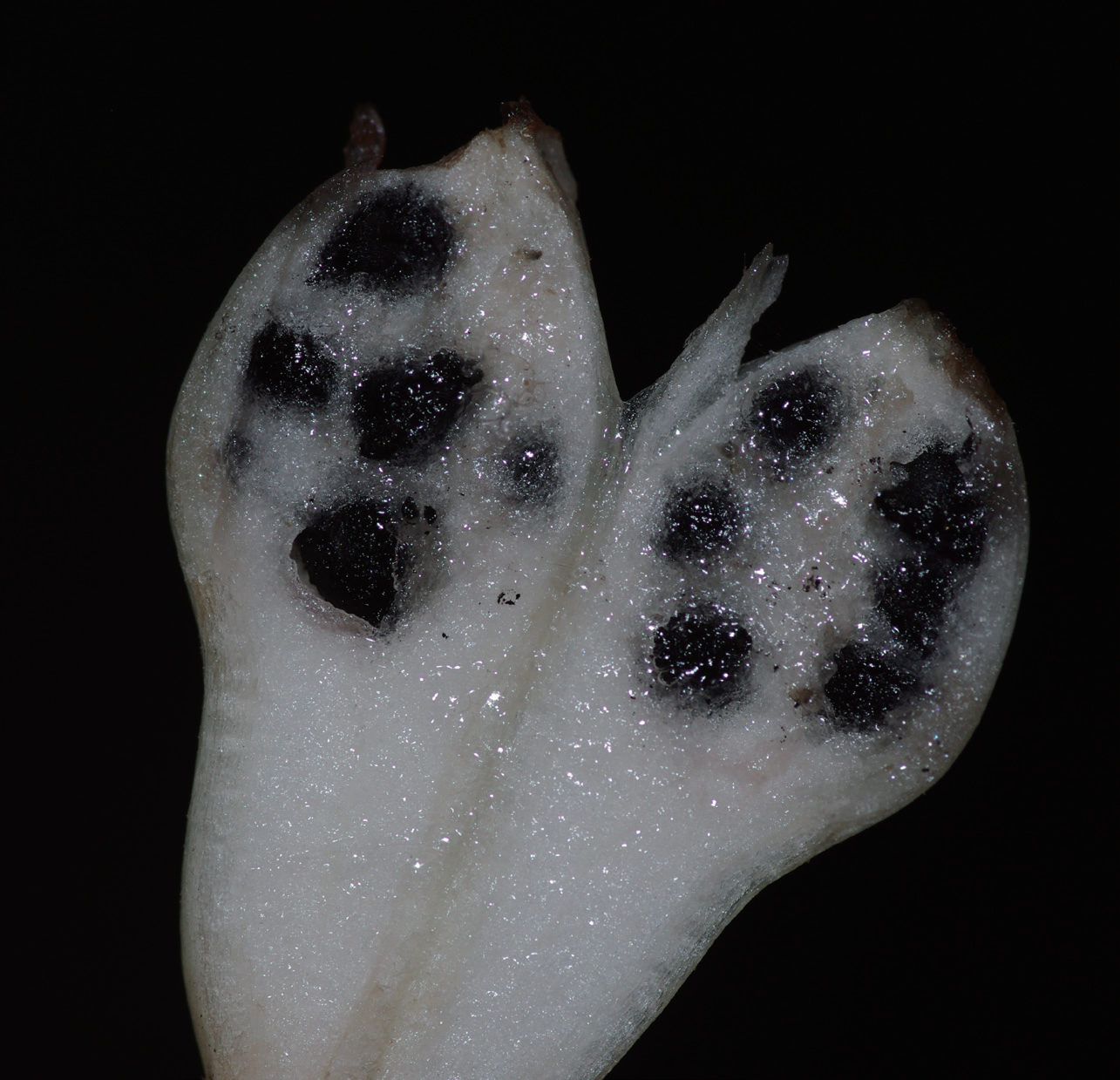 仙蜜果——这种来自热带雨林的神秘水果究竟有什么奇特的功效？