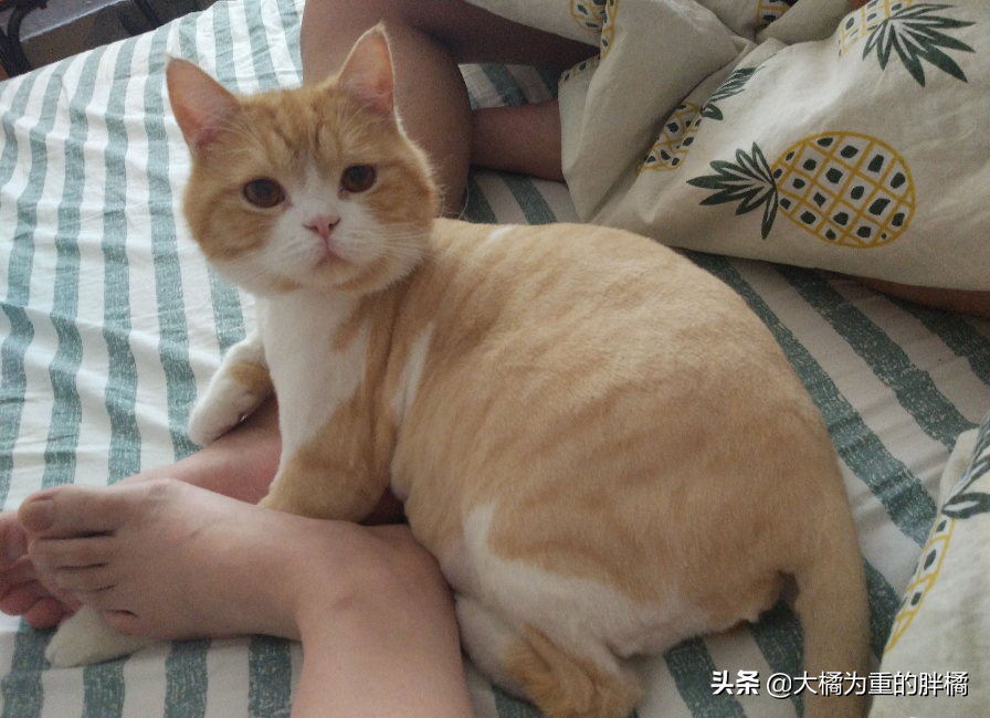 Feline Mi loves to sniff host smelly leg, "Above " hind bite a foot, master one foot spurn, it still holds out bear grudges