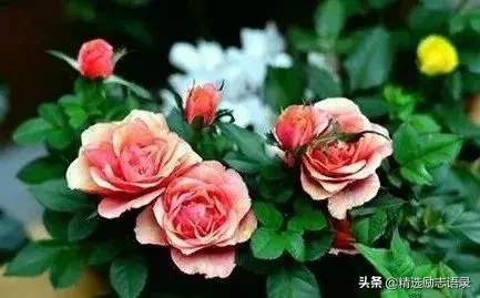 5个小故事,很短,却非常有道理-第2张图片-大千世界 5个小故事,很短,却非常有道理-第2张图片-大千世界
