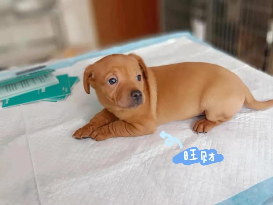 狗狗领养大片｜《请回答“领养人们”》