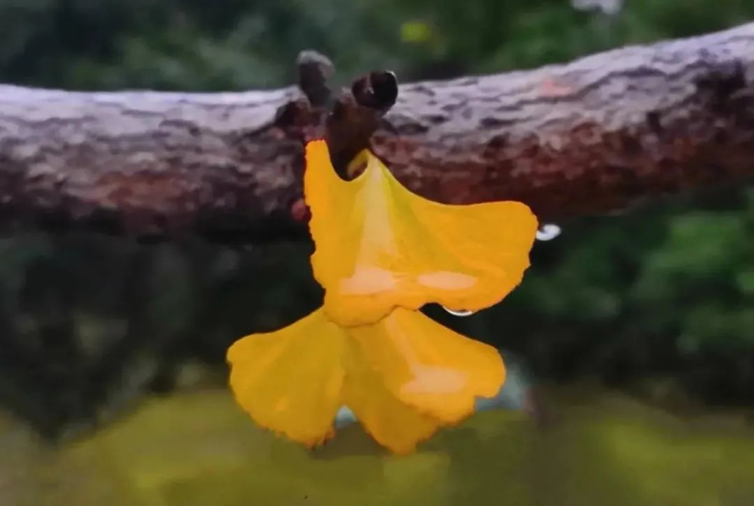 冬天不仅有寒雨，有冰雪，还有诗​-第4张图片-诗句网