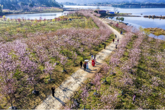 江西省武宁县：樱花烂漫美如画