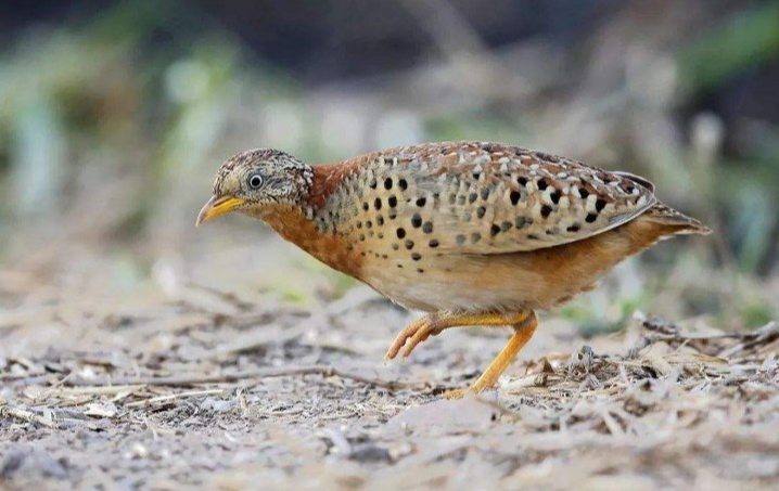 乡间的“老牛哞 ”，叫声如牛哞，被误认为是“