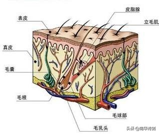 我們從解剖學可知,頭髮是由表皮鱗片層,皮質層,髓質層三部分組成,這