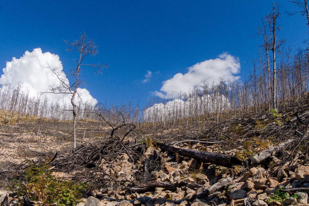 澳大利亚山火卷土重来，已燃烧7周，祸根早在4万年前就已种下