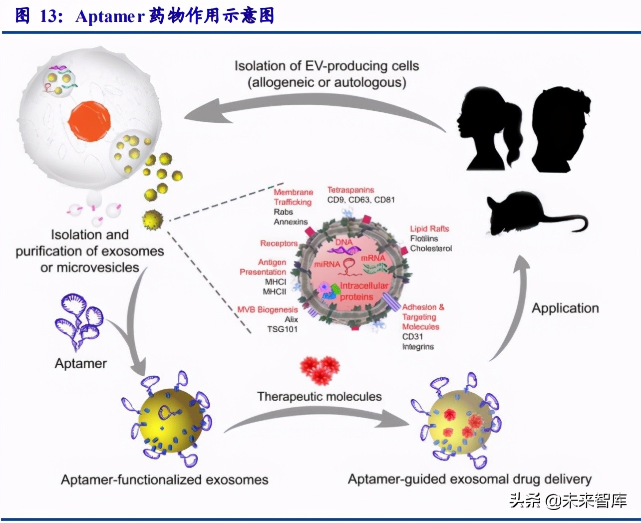 医药行业专题研究报告：小核酸优质赛道分析