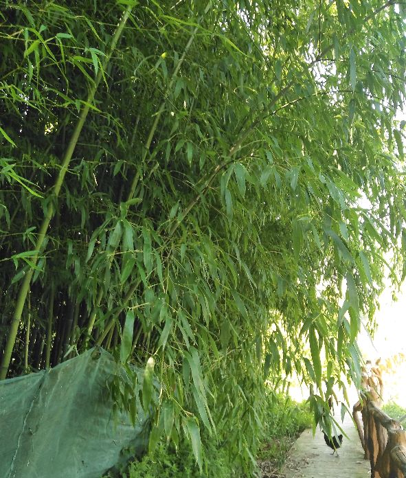 桥市镇柴湖村：化蛹为蝶不寻常